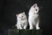 Ile stron ma Kicia Kocia?