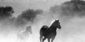 Czy łupiny od orzecha można palić?