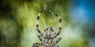 Co się stanie gdy ugryzie krzyżak?