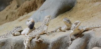 Ile UVB dla agamy brodatej?