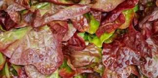 Jak zrobić sałatkę z oliwa z oliwek?