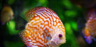 Czy nowe akwarium trzeba myc?