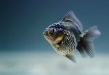 Czy rybki w akwarium muszą mieć światło?