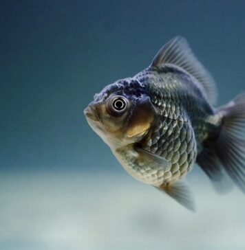 Czy rybki w akwarium muszą mieć światło?