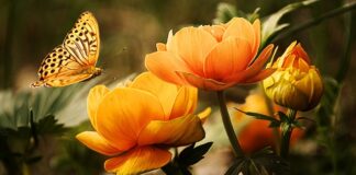 Jakie owady latają w nocy?