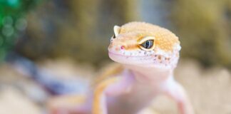 Czy gekony lamparcie można brać na ręce?