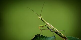 Czy modliszki można brać na ręce?