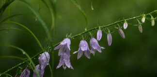 Kiedy nie można jeść płatków owsianych?